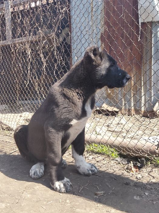 Продам щенка алабай