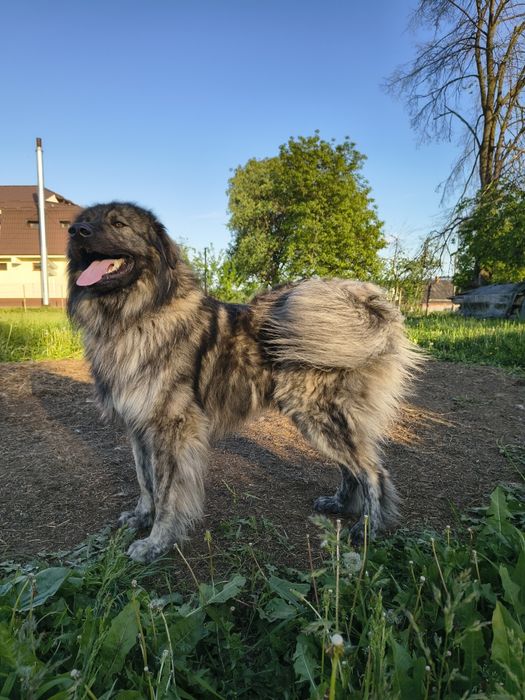 Ciobanesc caucazian