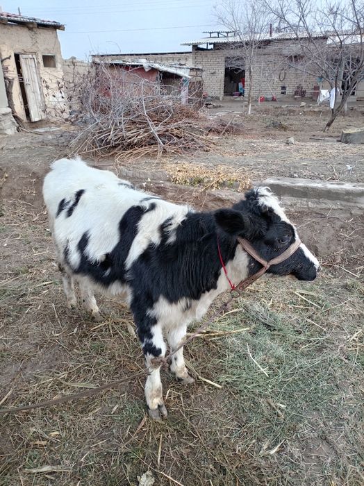 Sog'lom mol sotiladi