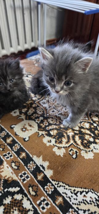 Котята ищут дом !!!