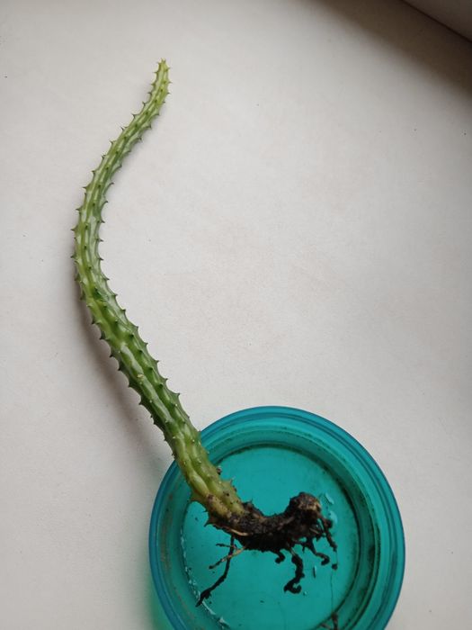 Толстянка  И Обрея.