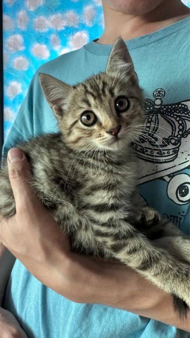 отдам котенка мальчик в хорошие руки
