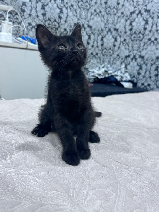 Отдам двух замечательных котят