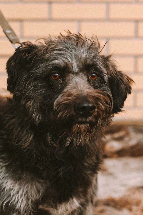 Отдам в добрые руки