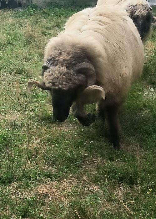 Berbec   bucălău