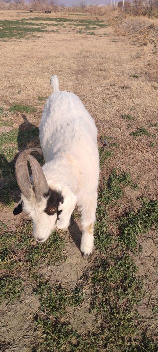 Echki 2 yoshar katta sarka