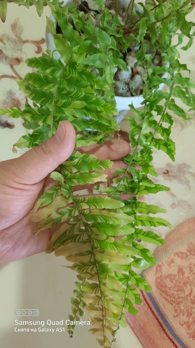 Детка папоротника Тайгер .