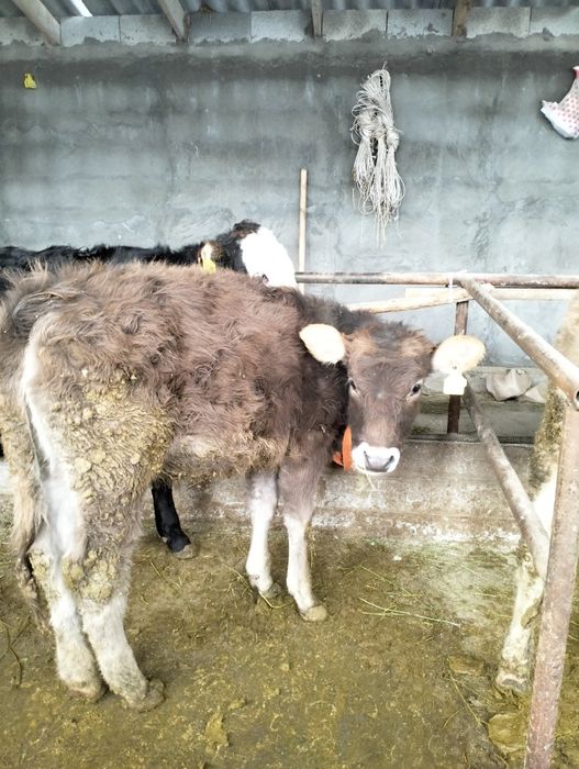 Урқашы тайынша сатылады 4 бас