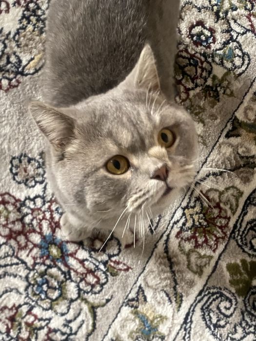 британские сотилад нархи 350 минг