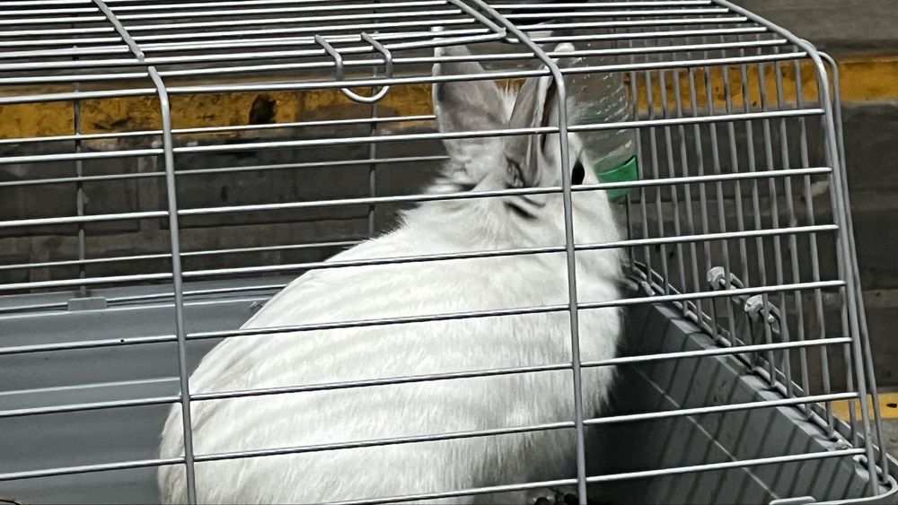 Кролик домашний