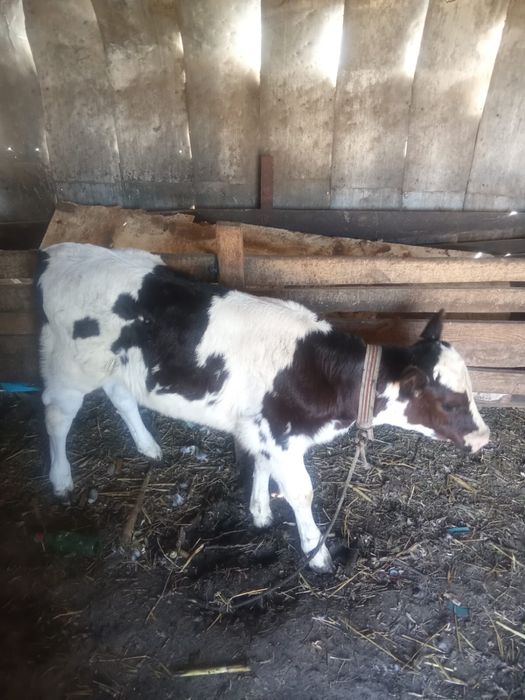 Vand vaca de doi viteji