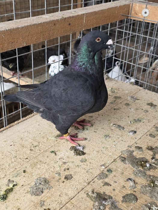 Porumbei AgH  pe negru