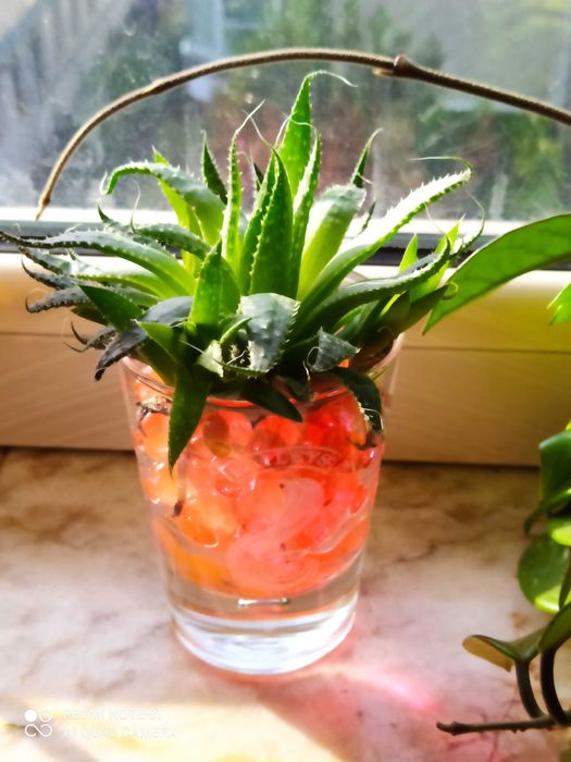 Алое Аристата - розетка