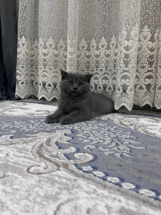 Продаётся котенок