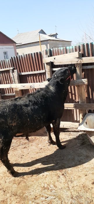 Бордақы бұқа қашарлар