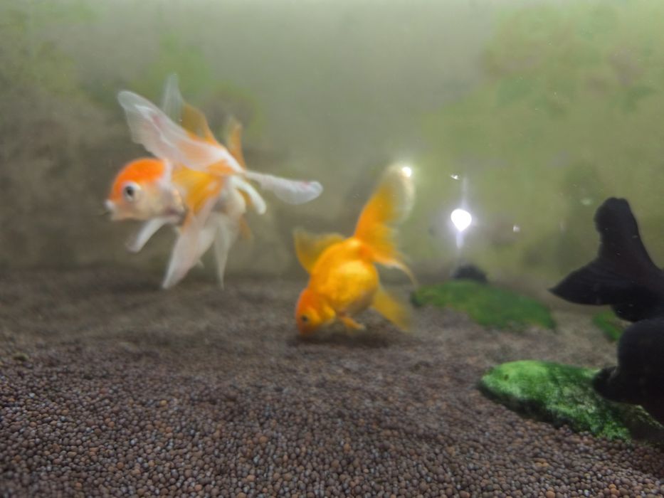 Аквариум 120 литров Aquael