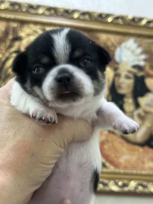 Чихуашки беби фейс