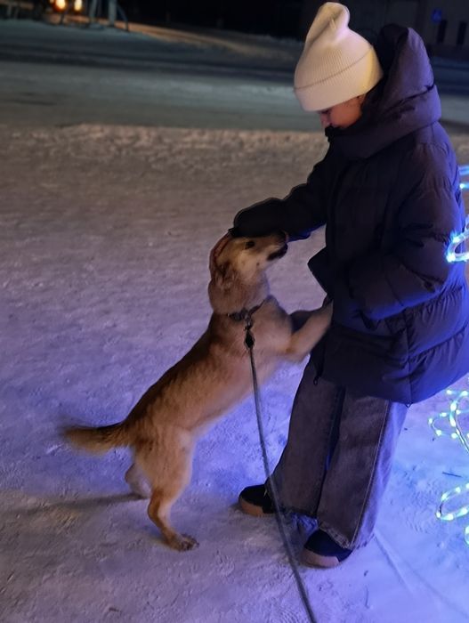 .Выгул  .собак !