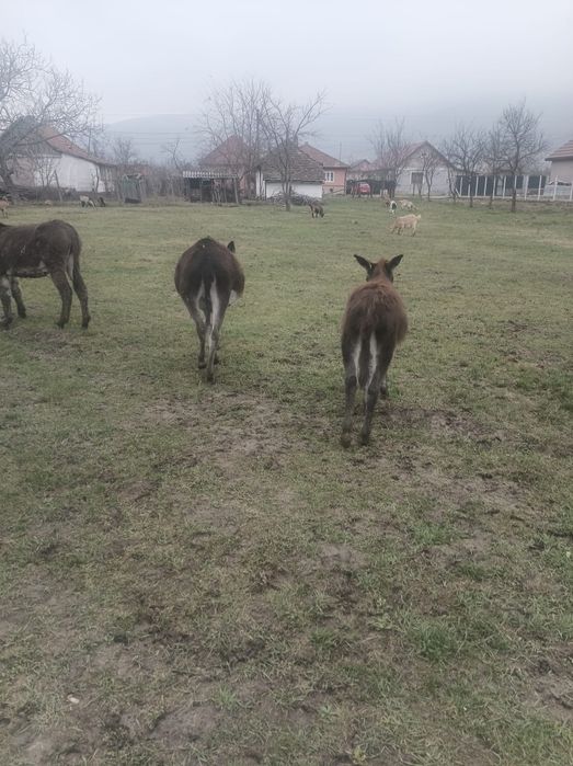 Vând măgăriță gestantă cu mânz de jumătate de an