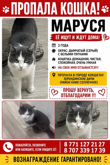 Кошка Маруся ,умная,ласковая