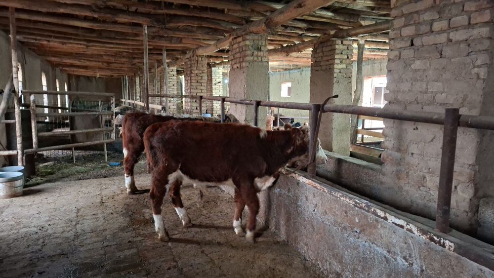 Гренфорд бузола сотилади