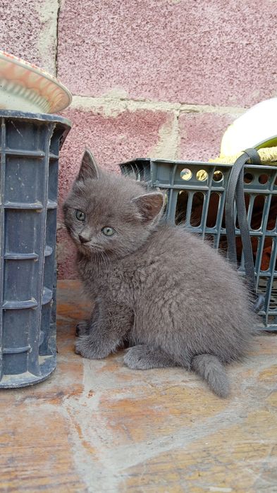 Отдам котят в хорошие руки.