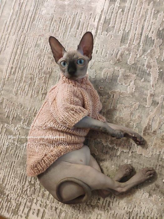 Вязаная одежда для сфинксов