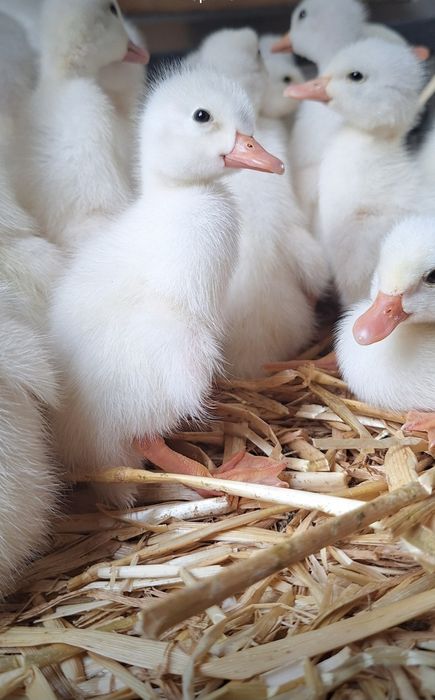 Boboci de rata polara