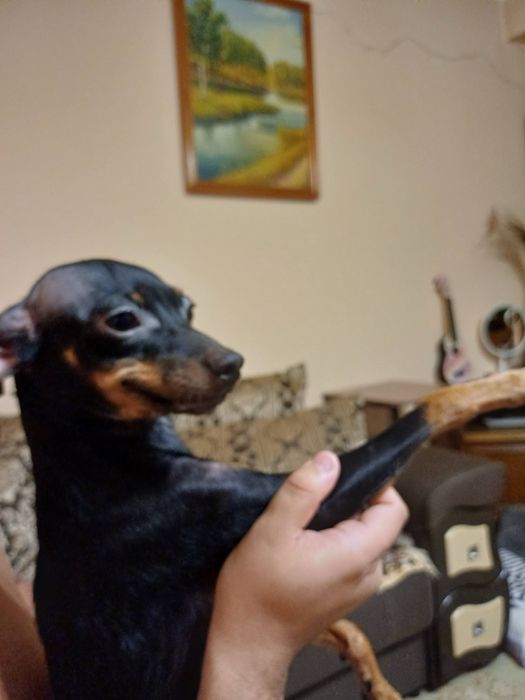 Той-терьер мальчик