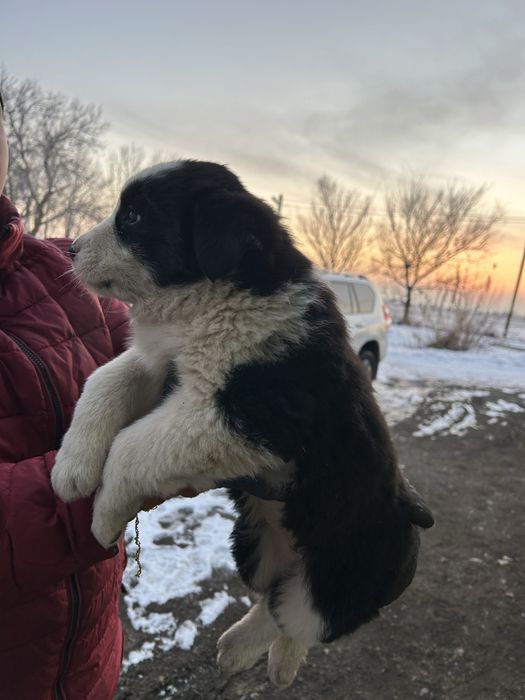 Щенки Тобета крупные