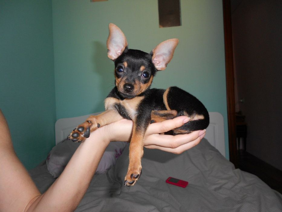 Вязка  кабель чихуахуа