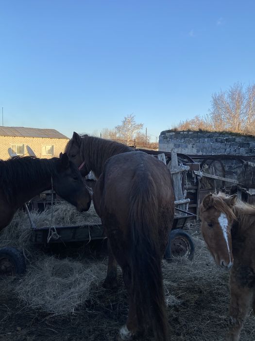 Продаётся племенной жеребец-производитель высокого класса
