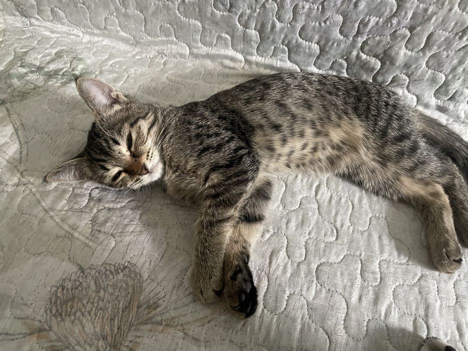 Котенок девочка 4 месяца