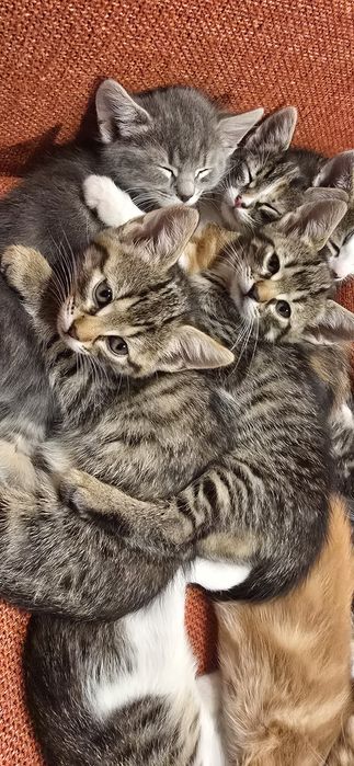 Красиви дългокосмести котета с навици за живот в домашна среда!