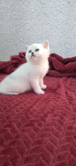 British shorthair chinchila silver cu ochi albastri