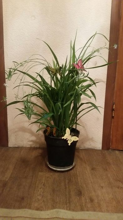 Цветы: Монстера, Щучий хвост ( Сансевиерия), Алоэ