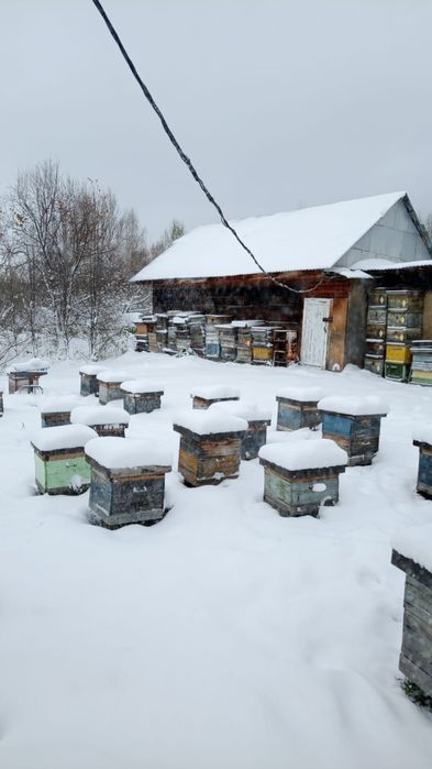 Продаже Мёд алтайский разнотравие