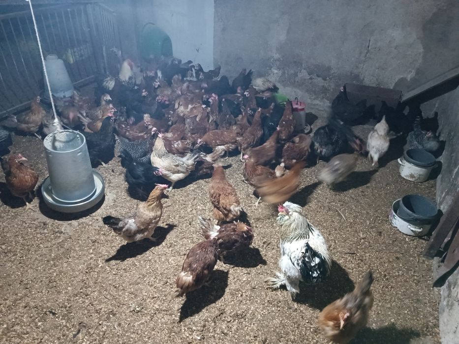 Vând găini și cocosi