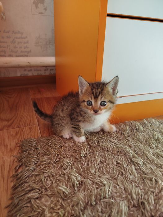 Отдам котят в хорошие руки