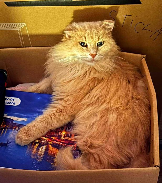 Adoptie pisica roscata Pufarina