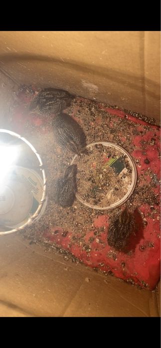 Есть Итальянскийе перепела