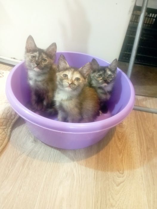 Отдам котят в добрые руки