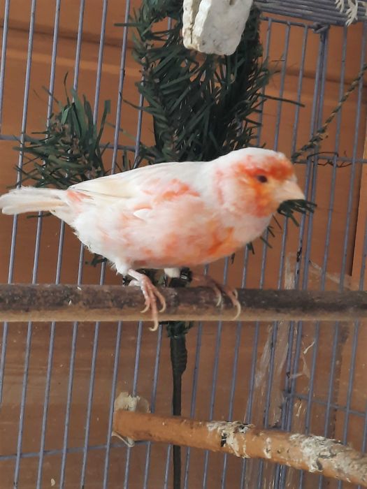 Пара канареек сатинет .