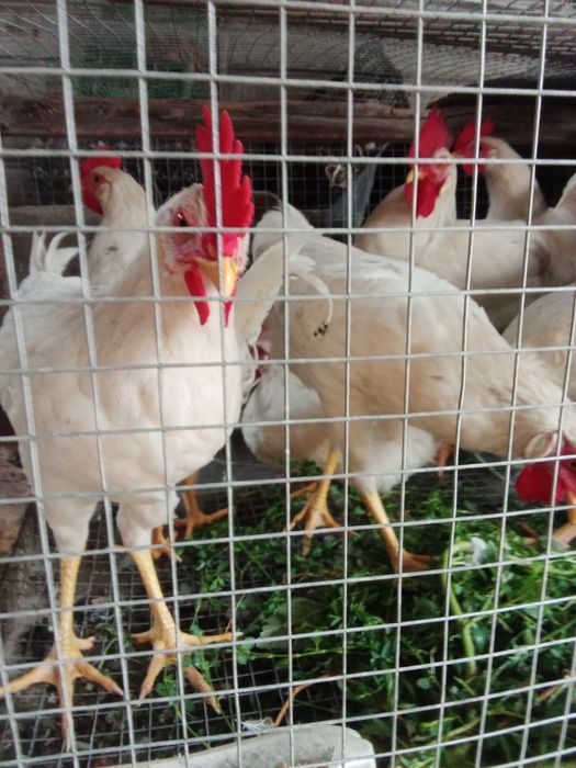 Продам молодых породистых петушков