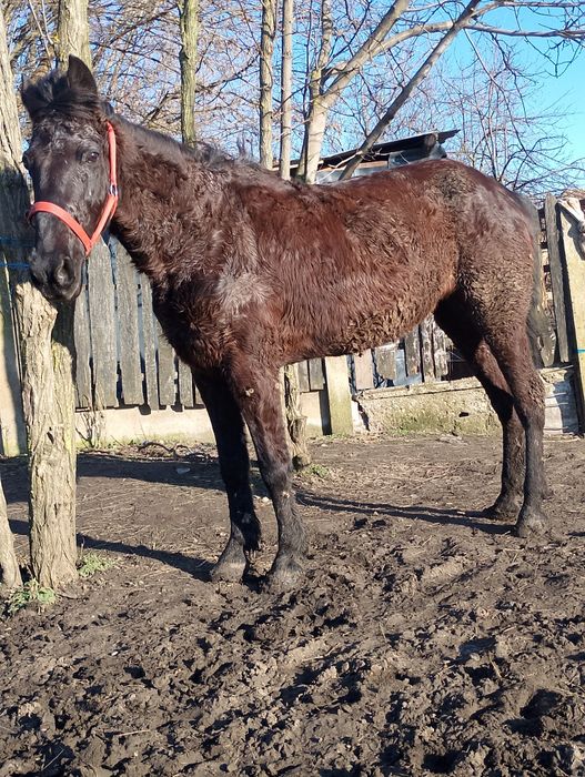 Vand eapa preț 40 de milioane negociabil