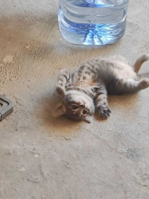 Кошка и три котят