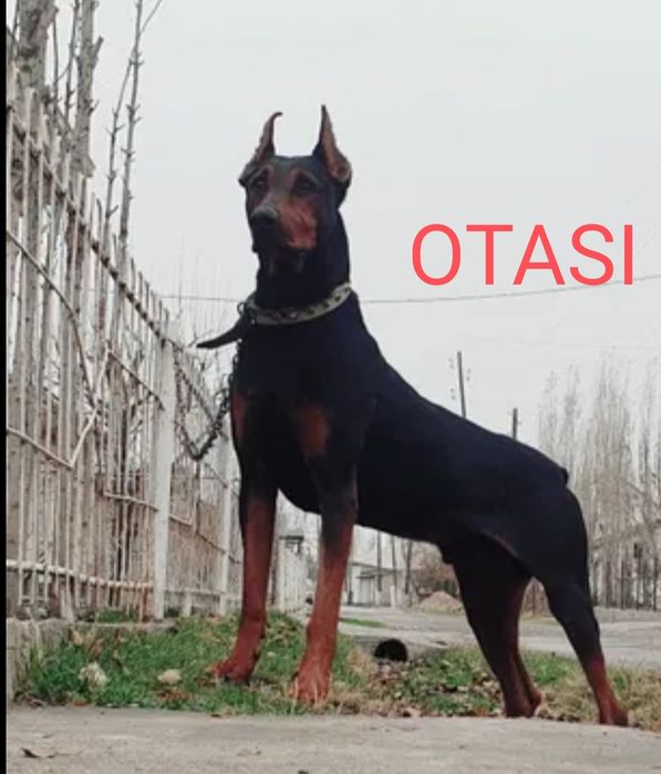 Doberman Доберман
