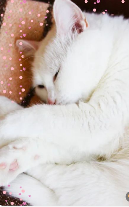 Srochniy sotiladi toza paroda