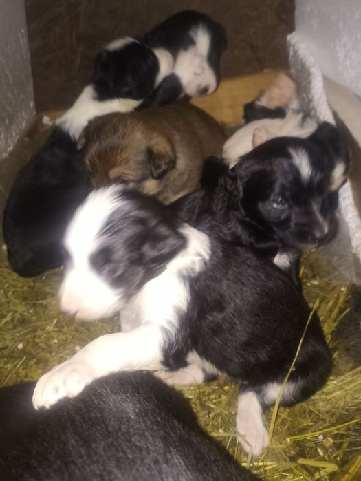 Отдам щенят добрые руки.