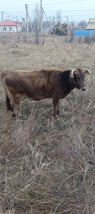 Ту сиырлар (коровы)